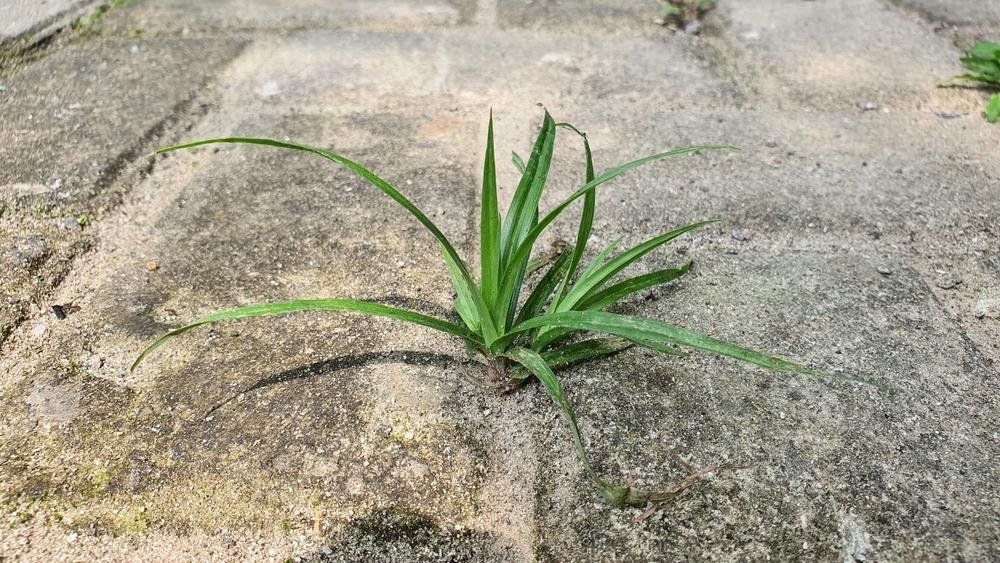 Background,Of,Weeds,Growing,From,The,Stucco